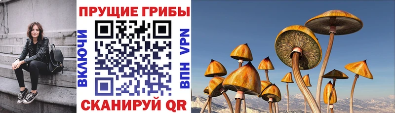 Псилоцибиновые грибы Psilocybe  Искитим 
